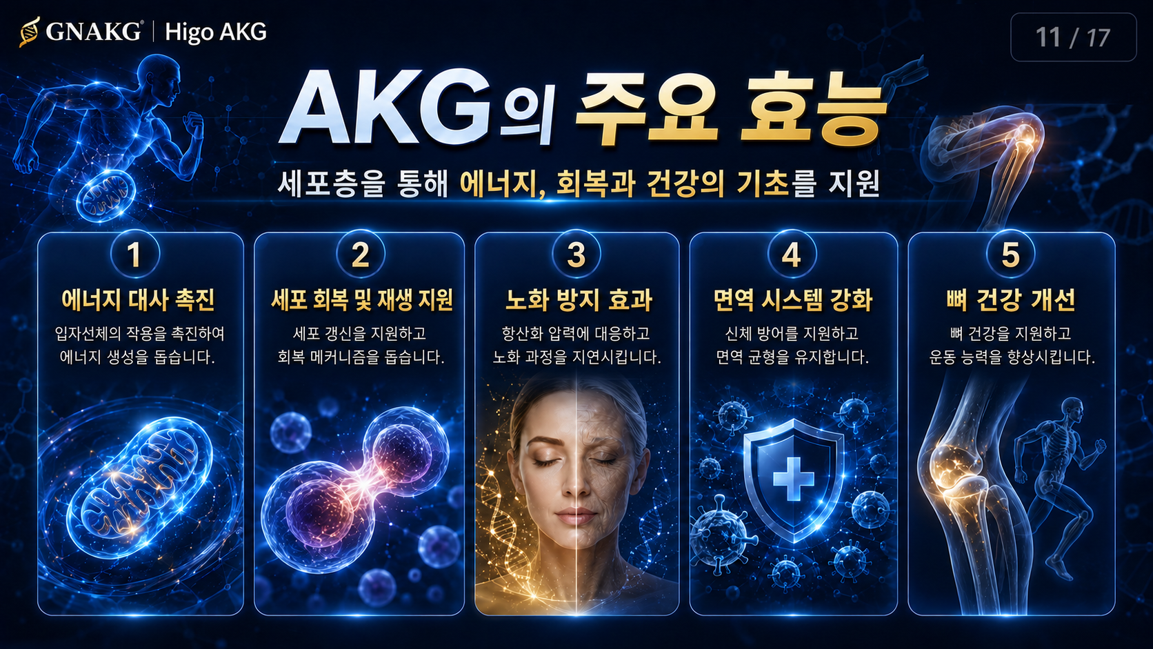 세포 에너지와 일상 활력